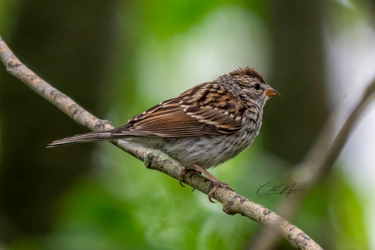 Chipping Sparrow - ML646410681