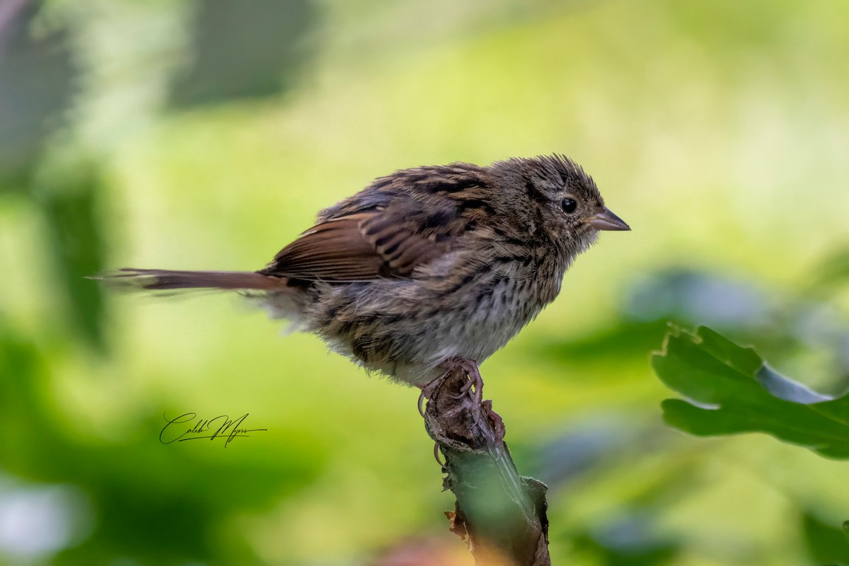 Chipping Sparrow - ML646410682