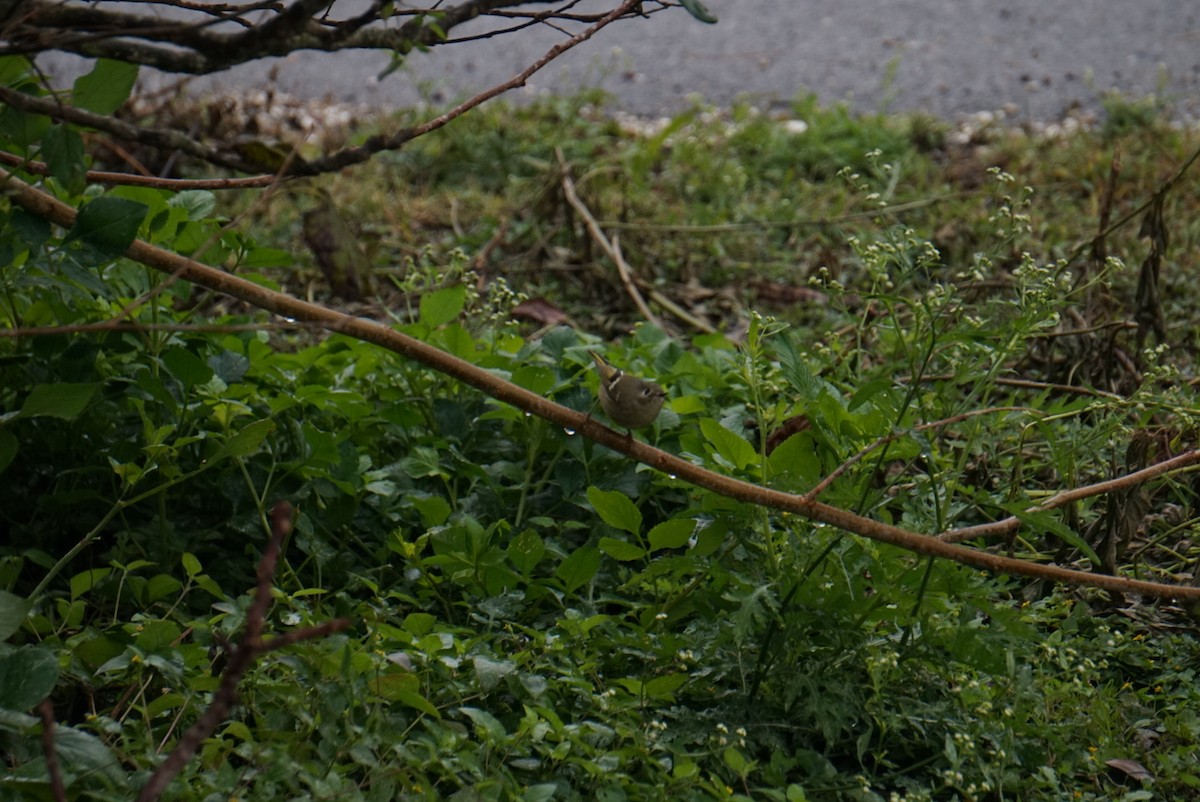 králíček americký - ML646410683