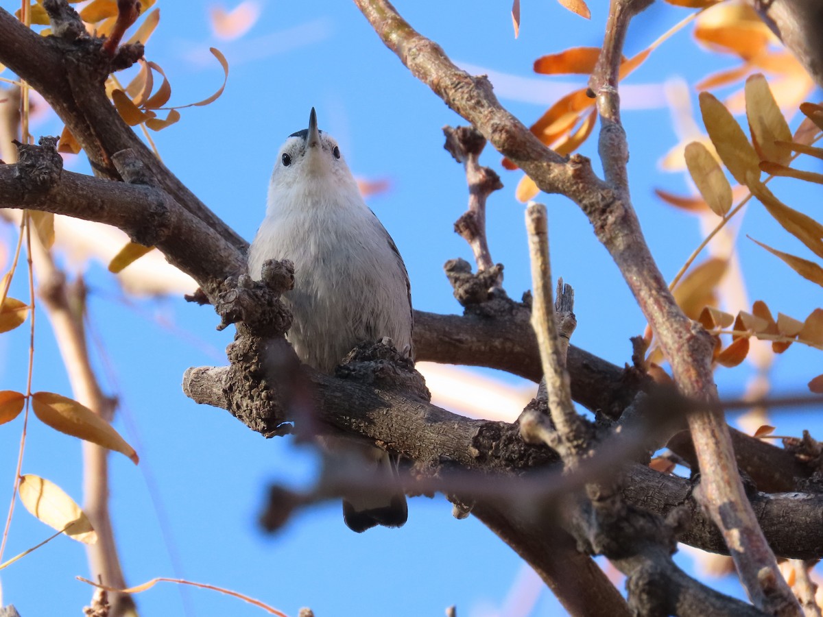 Повзик каролінський - ML646410685