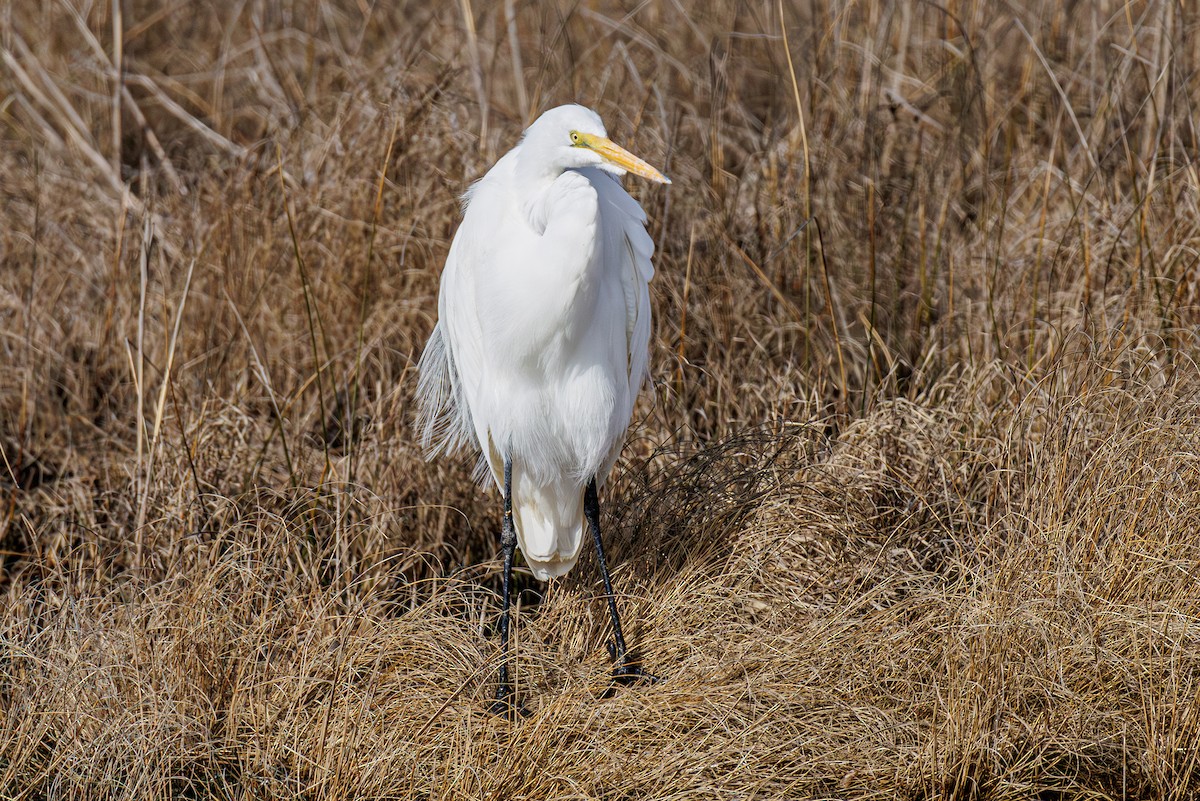 Great Egret - ML646410686
