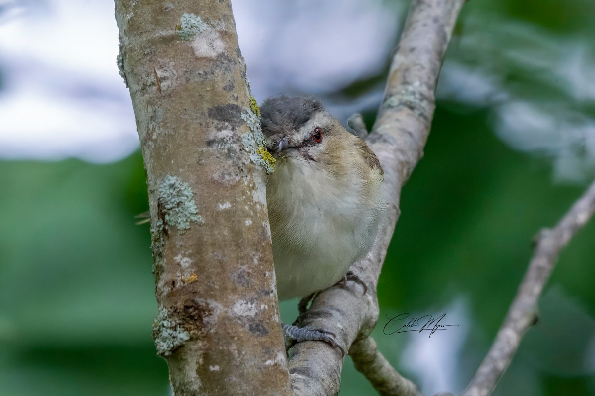 Vireo occhirossi - ML646410688