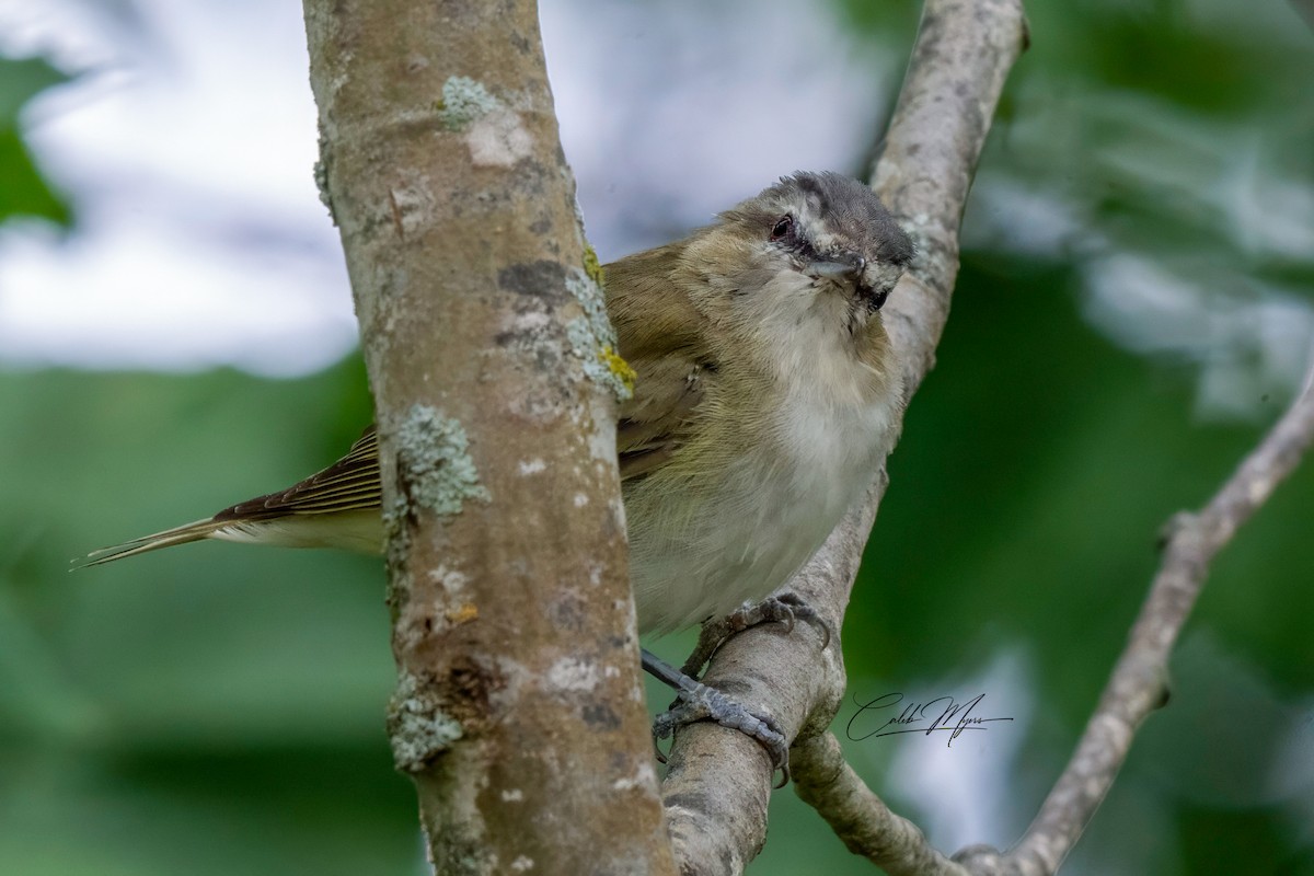 Vireo occhirossi - ML646410689