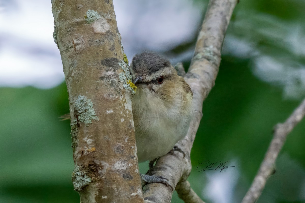 Vireo occhirossi - ML646410690