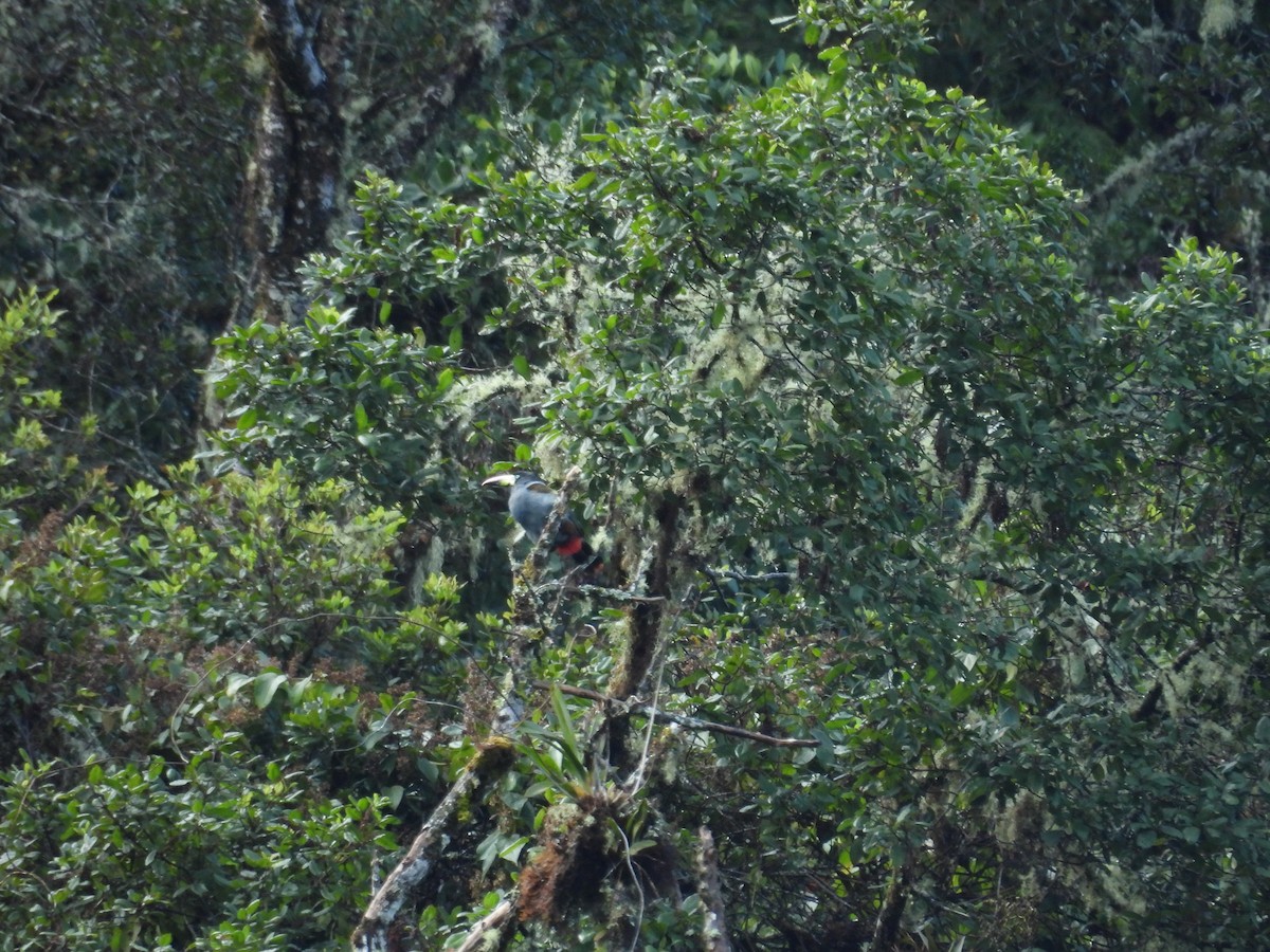 tukan andský - ML646410691