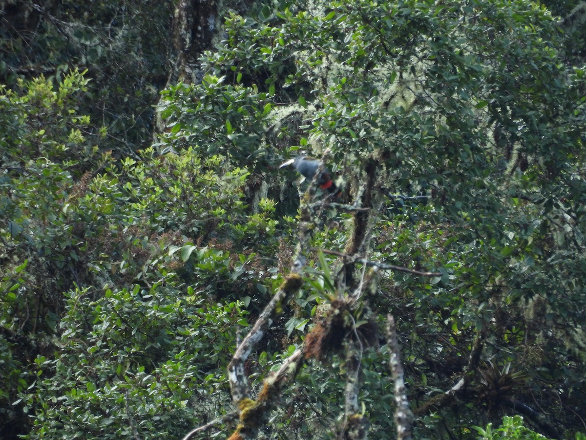 tukan andský - ML646410692