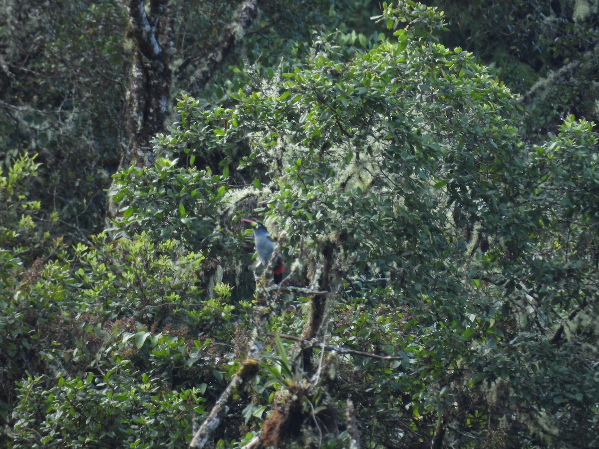 tukan andský - ML646410693