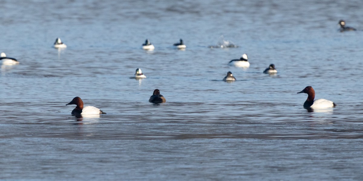 Murgilari bizkarzuria - ML646410701