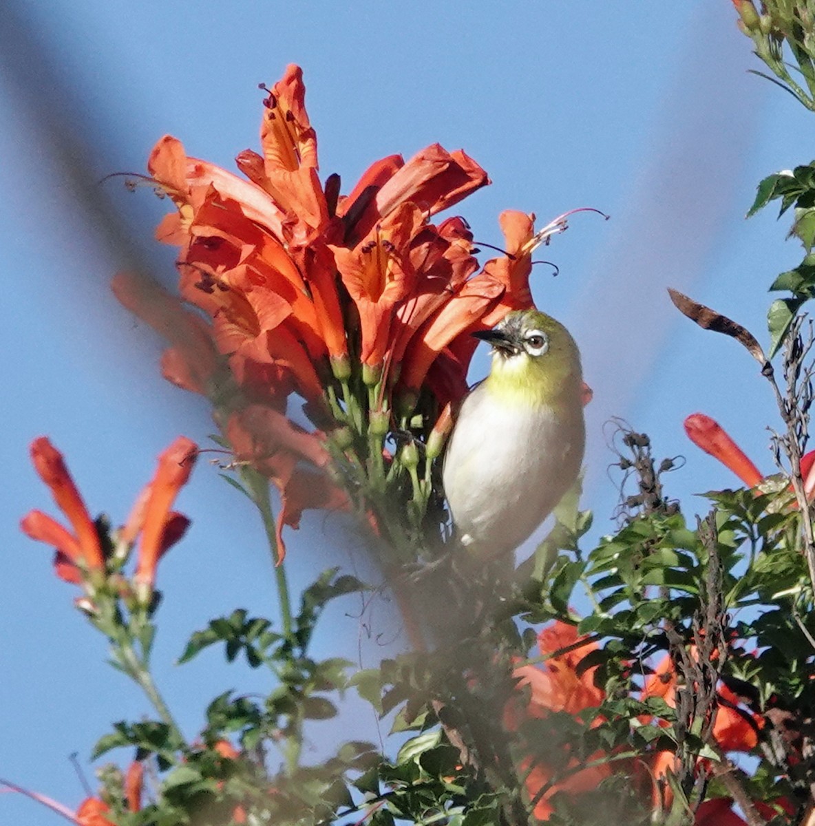 Swinhoe's White-eye - ML646410704
