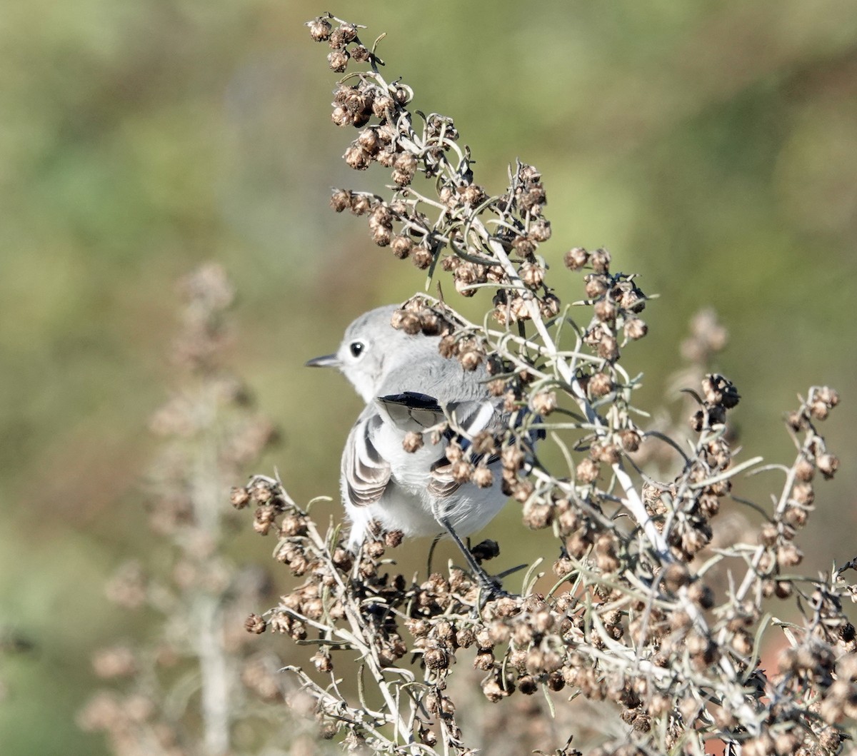 Комароловка сиза - ML646410705