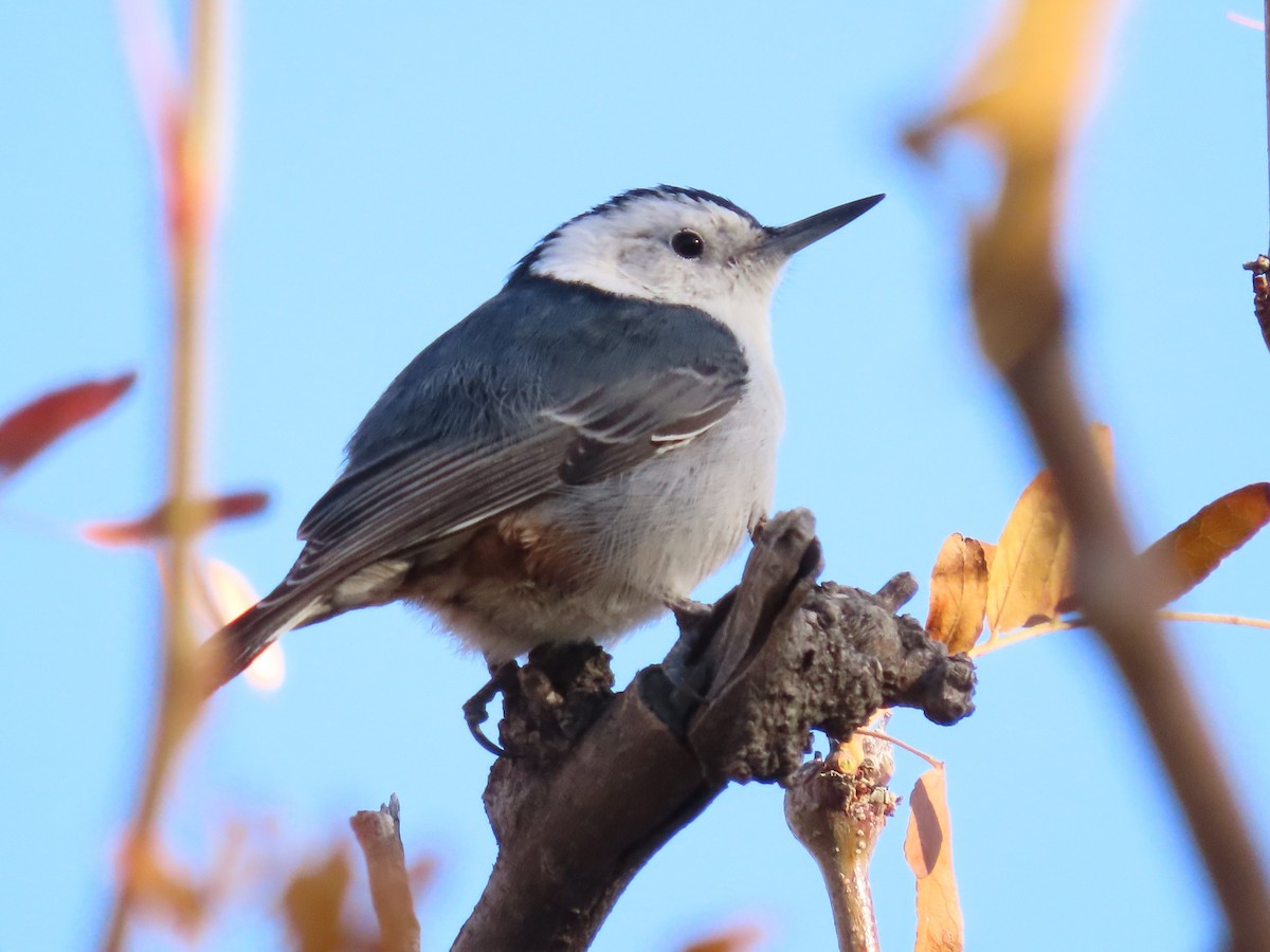 Повзик каролінський - ML646410706