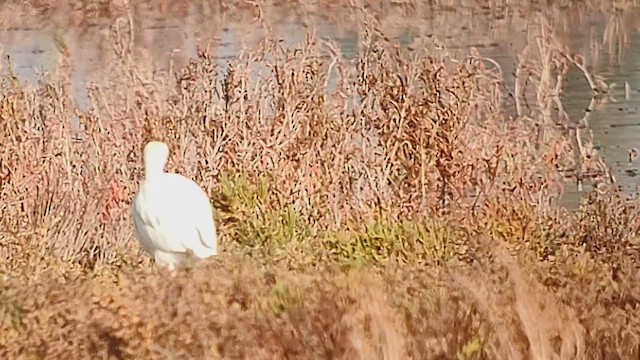 Чапля єгипетська західна - ML646410707