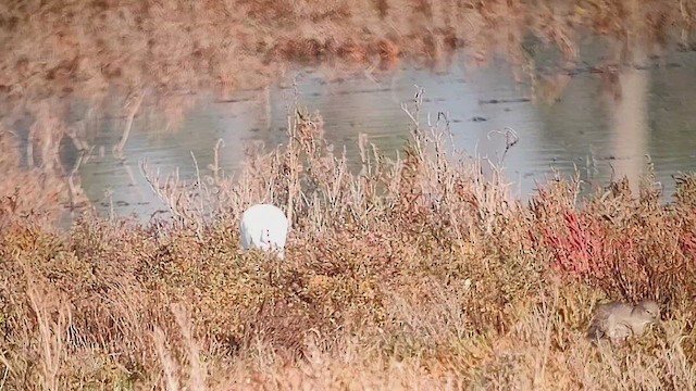 Чапля єгипетська західна - ML646410708