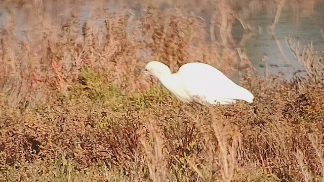 Чапля єгипетська західна - ML646410711