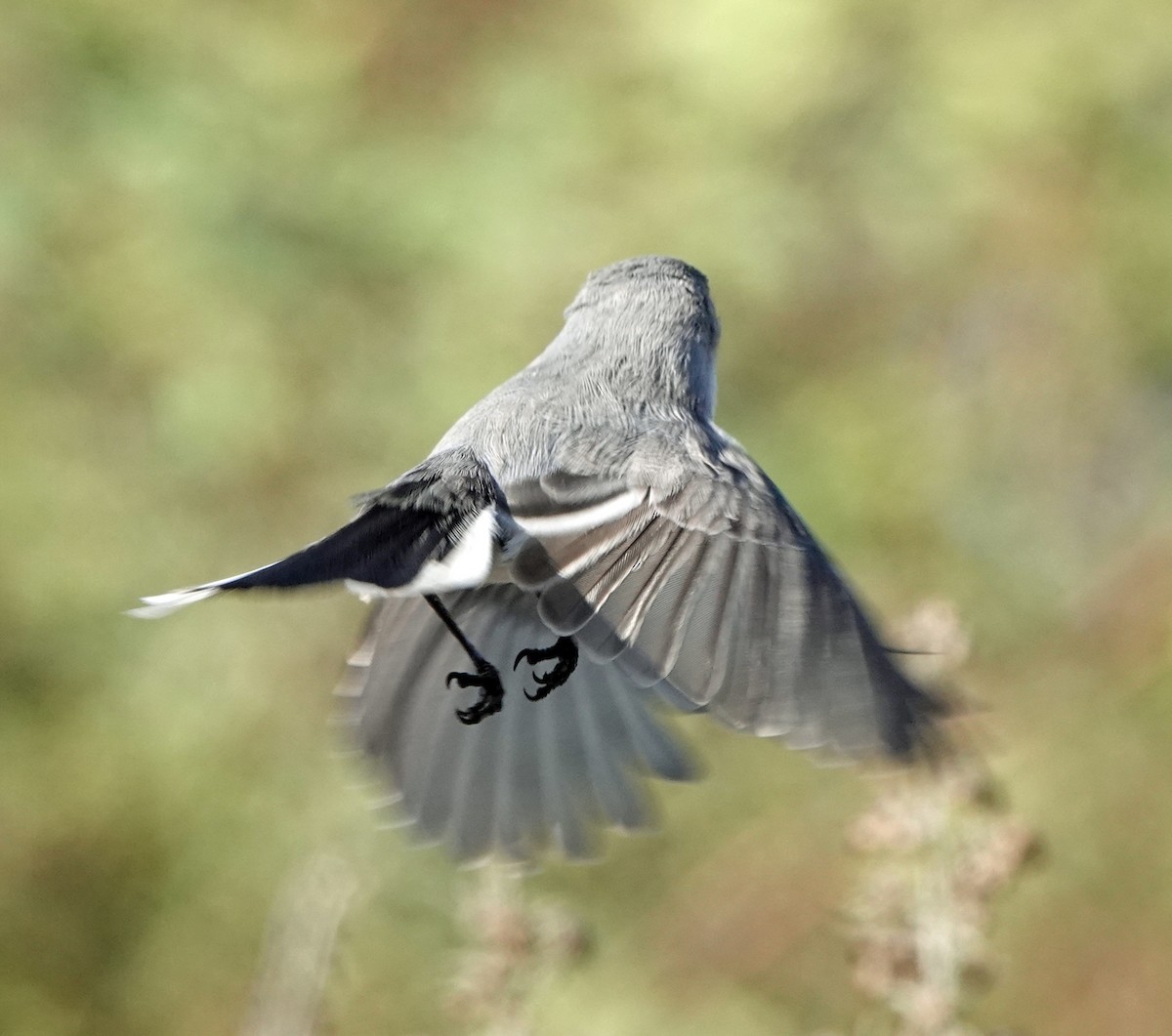 Комароловка сиза - ML646410712