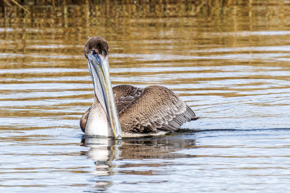 Brown Pelican - ML646410713