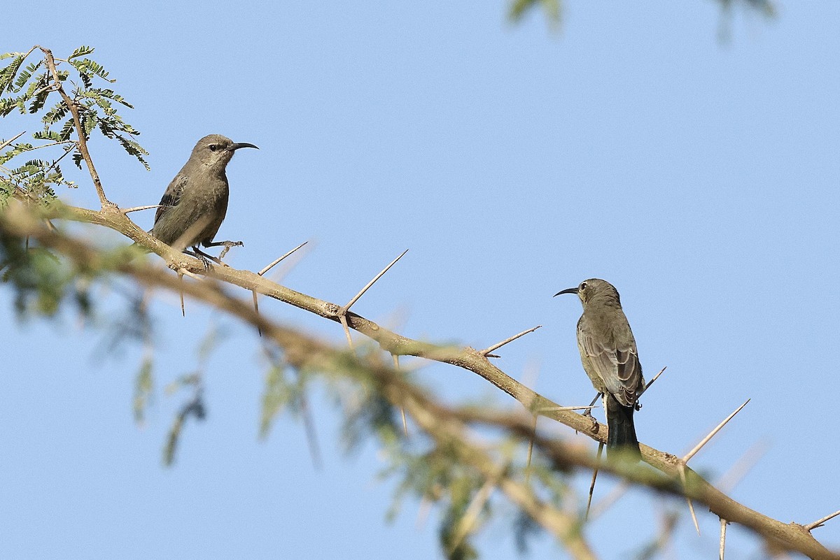 Arabian Sunbird - ML646410714