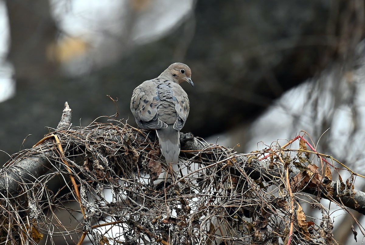 Mourning Dove - ML646410715