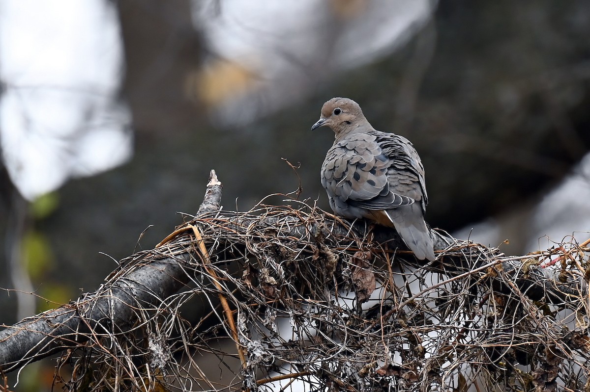 Mourning Dove - ML646410716