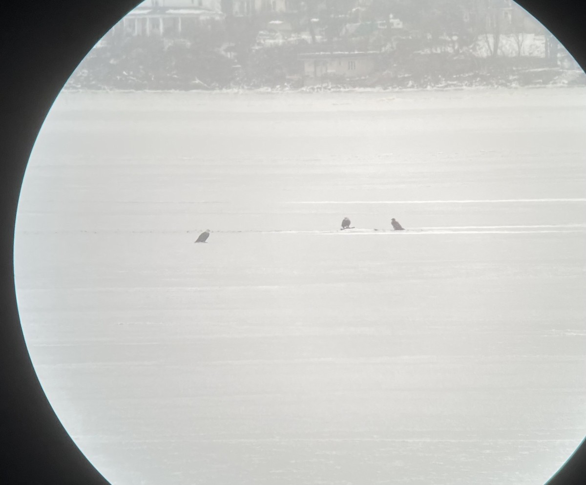 Bald Eagle - ML646410718