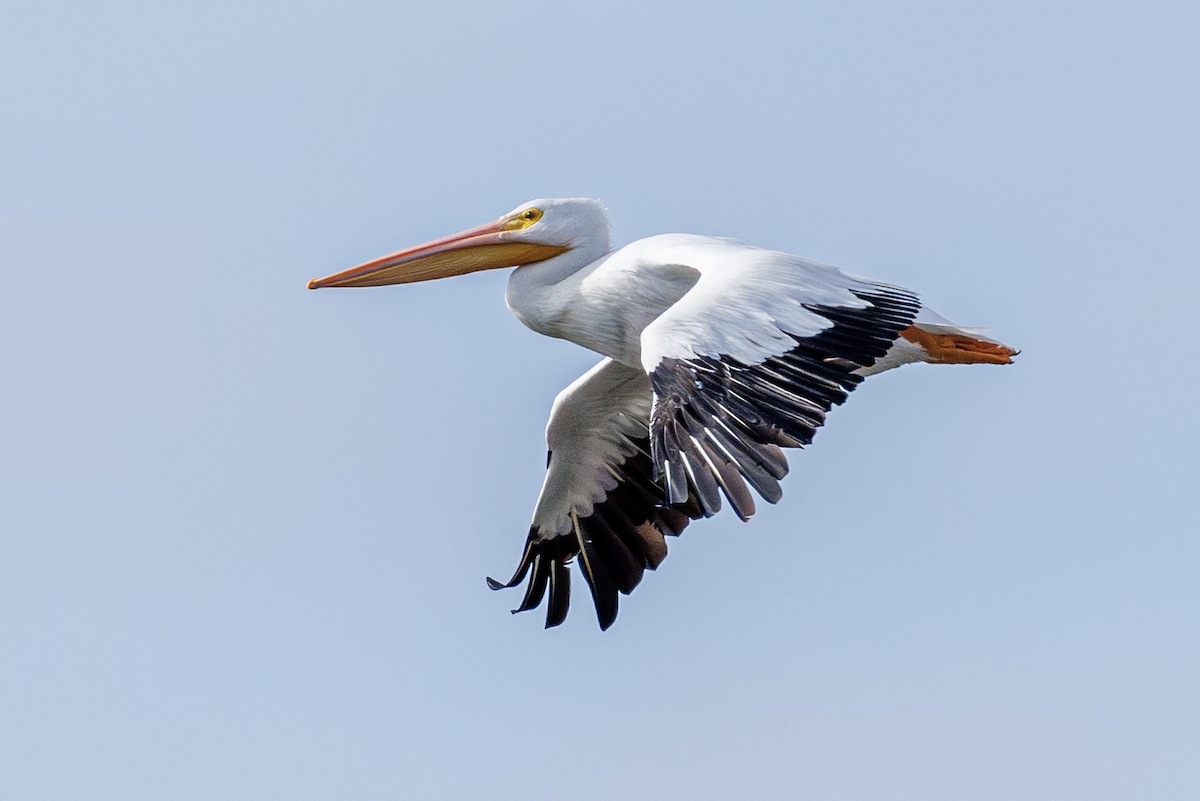 American White Pelican - ML646410719