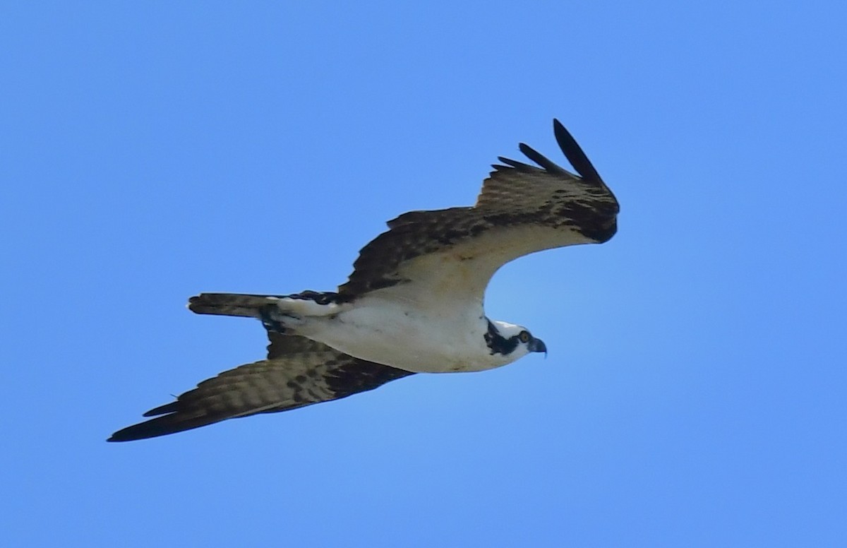 Osprey - ML646410720