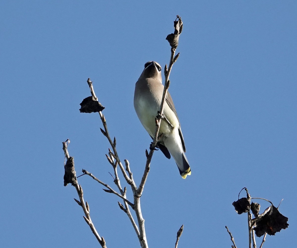 Cedar Waxwing - ML646410721