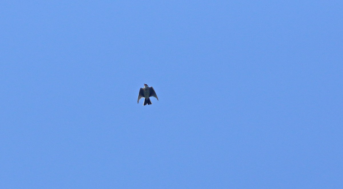 skřivan polní - ML646410723