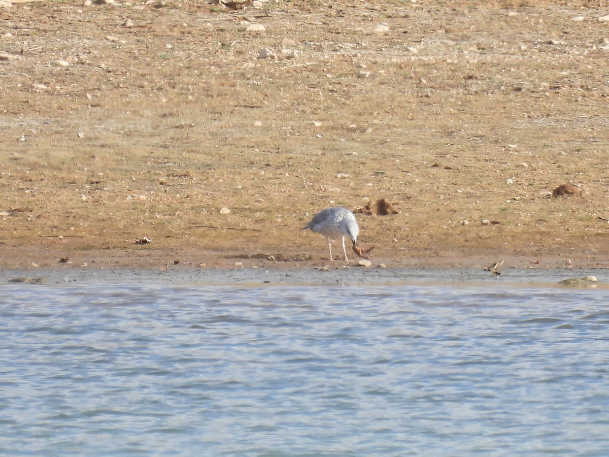 Gabbiano reale - ML646410728