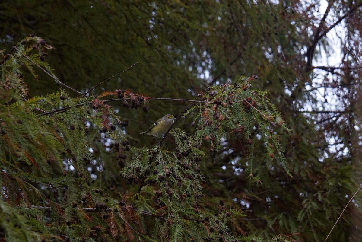 White-eyed Vireo - ML646410730