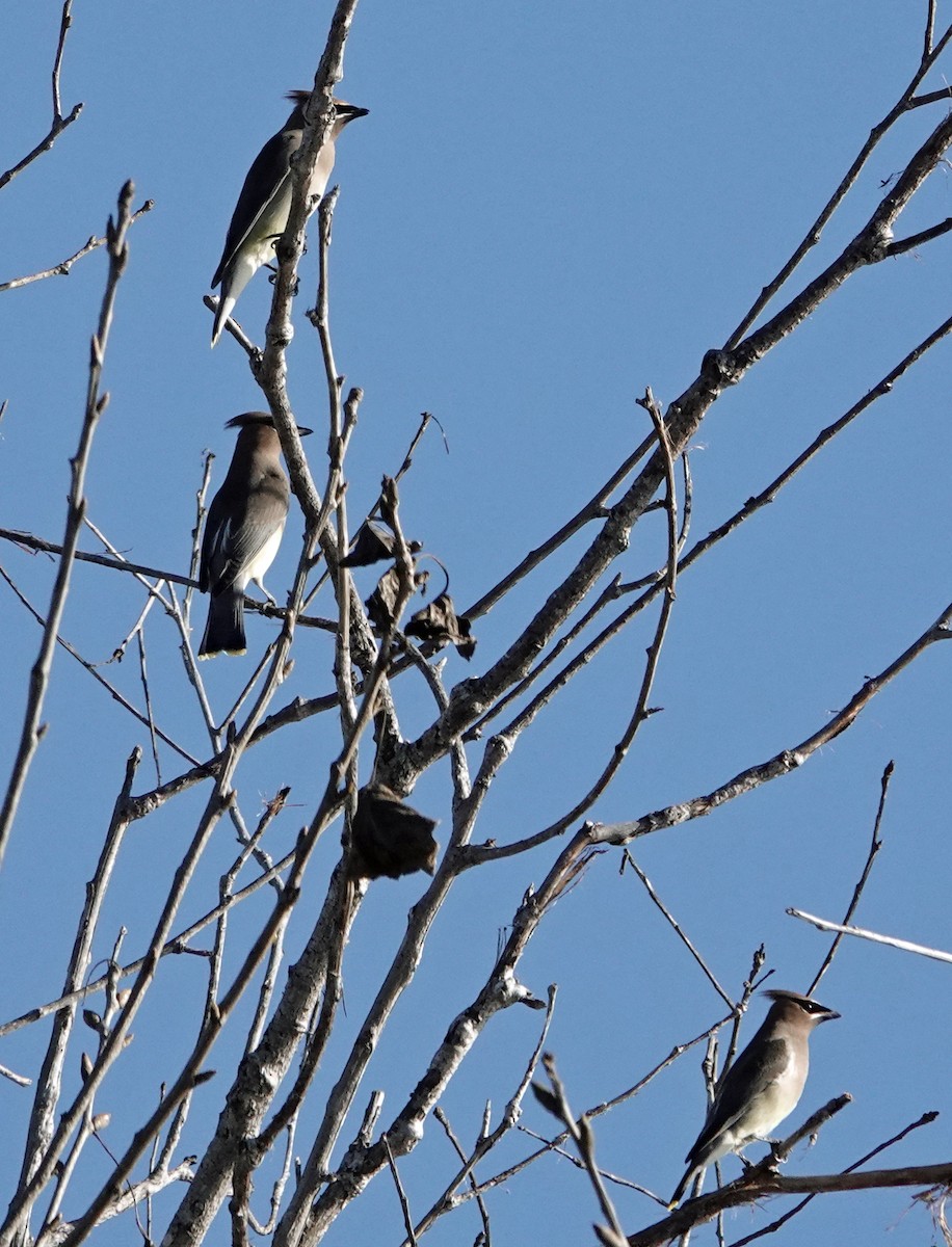 Cedar Waxwing - ML646410731