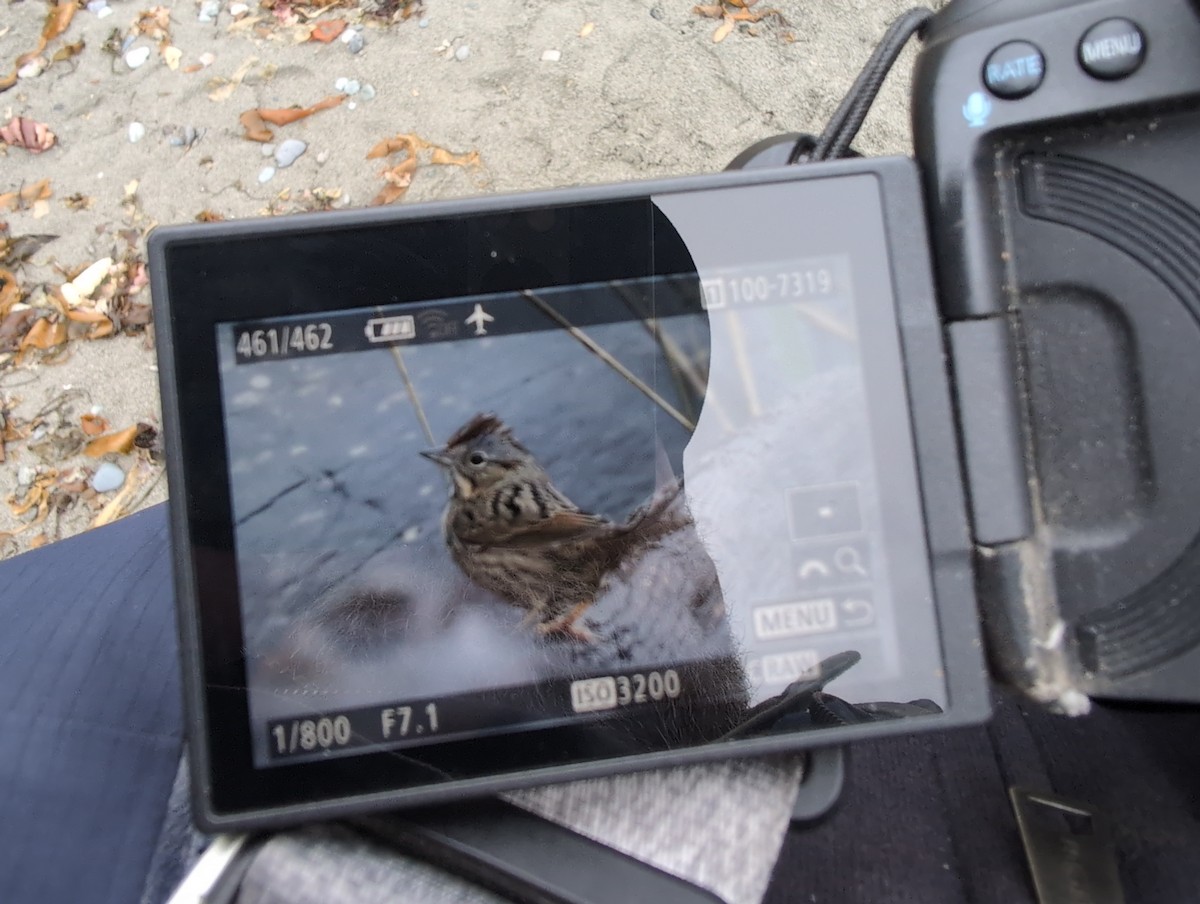 Lincoln's Sparrow - ML646410733