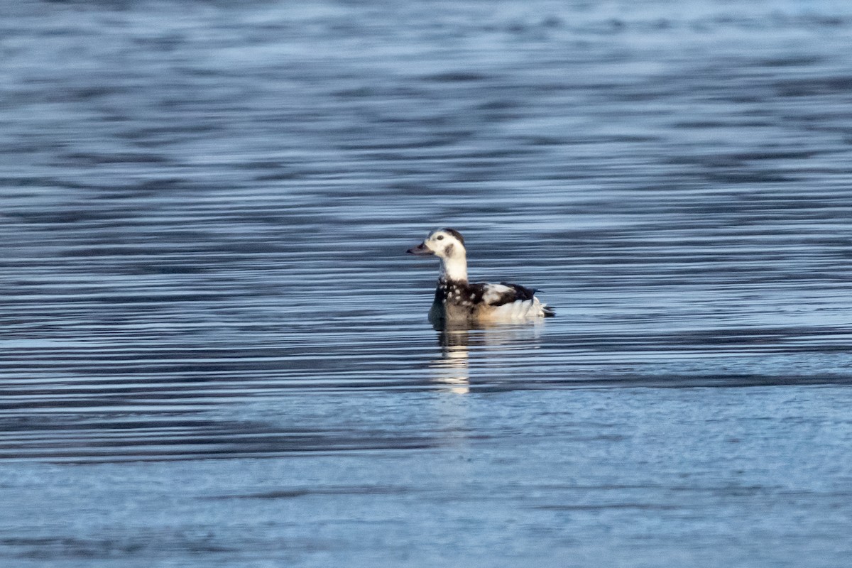 Long-tailed Duck - ML646410734