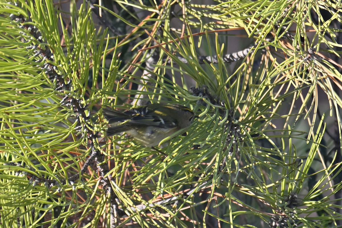 Goldcrest - ML646410735