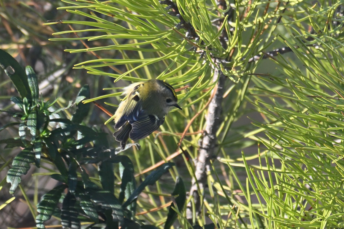 Goldcrest - ML646410736