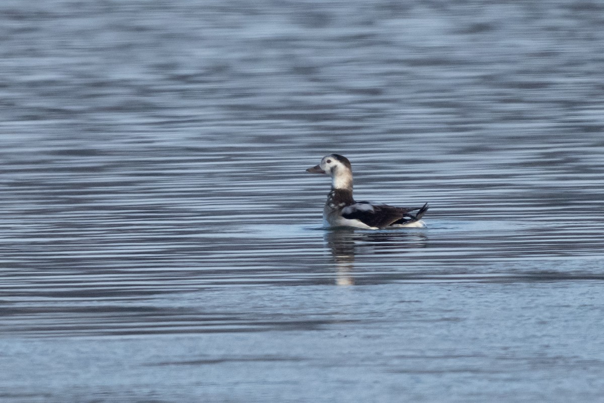 Long-tailed Duck - ML646410737