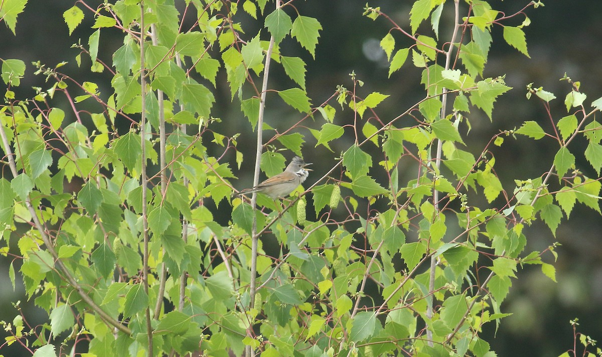 Шөвгөр зэржгэнэ - ML646410739