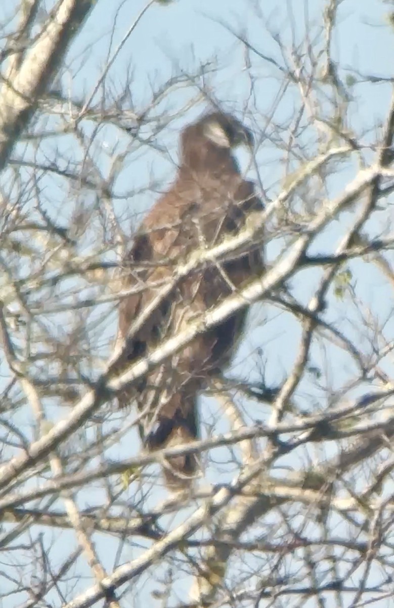 Bald Eagle - ML646410741