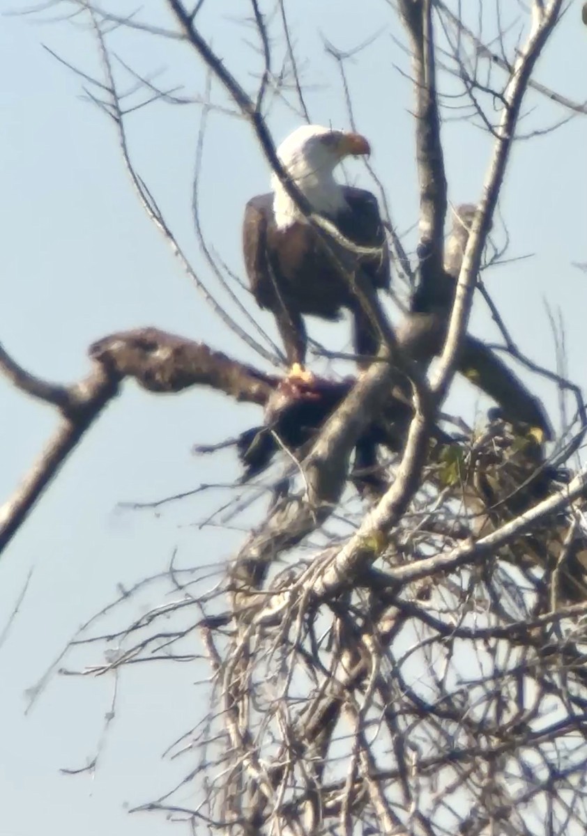 Bald Eagle - ML646410742