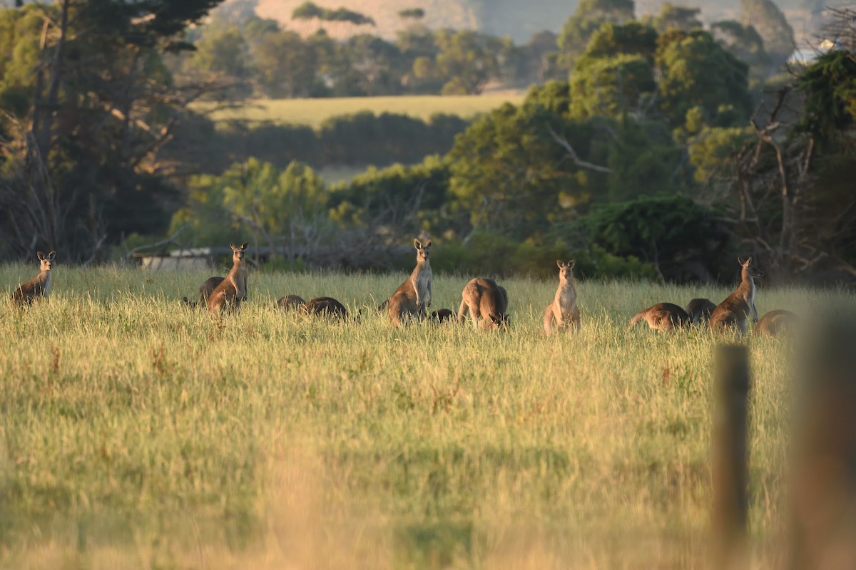 Eastern Grey Kangaroo - ML646410743