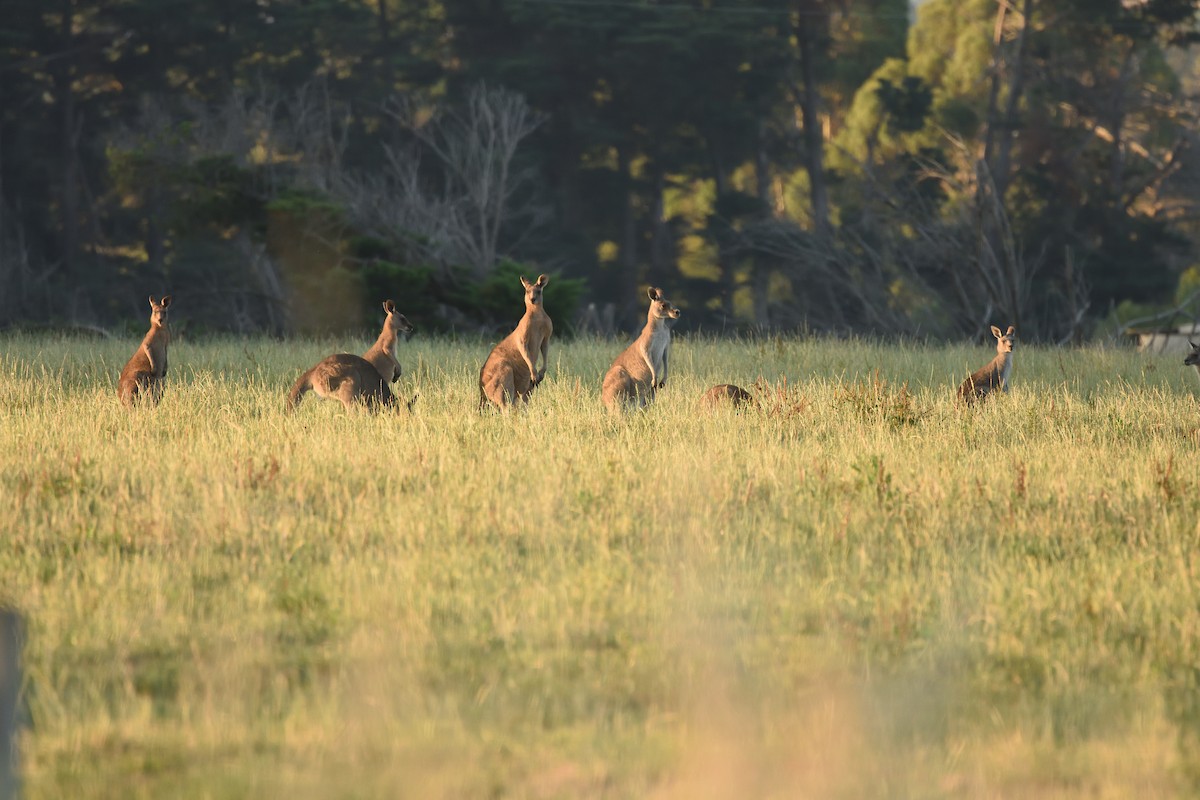 Eastern Grey Kangaroo - ML646410744