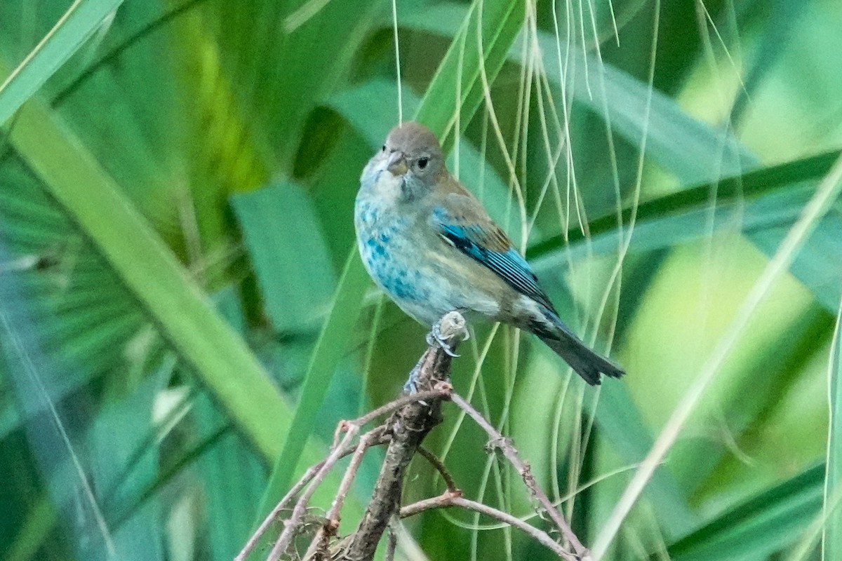 Индиговый колорин - ML646410745