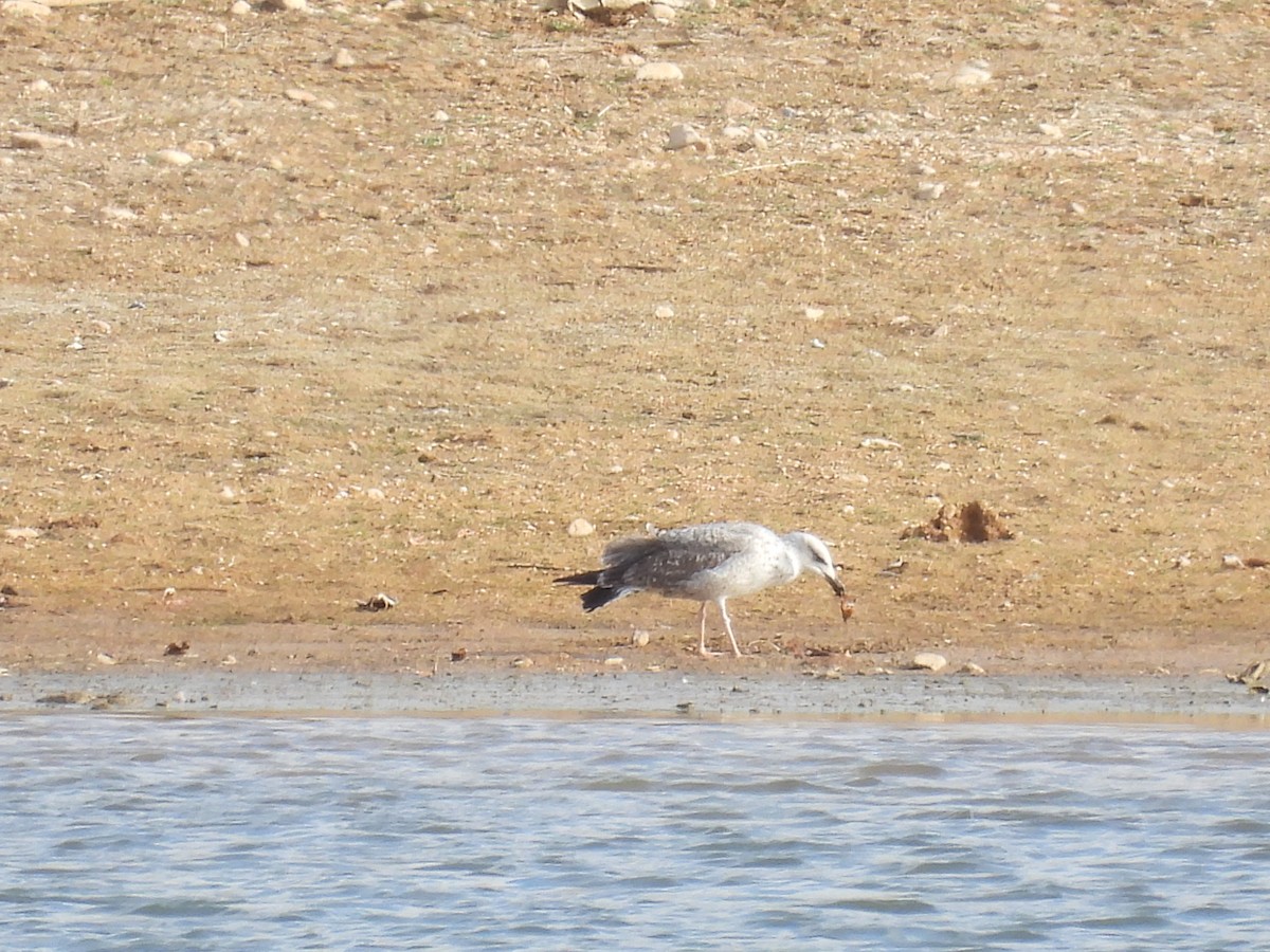 Gabbiano reale - ML646410746