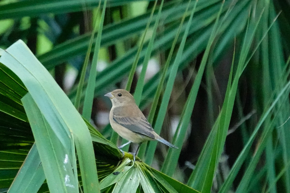 Индиговый колорин - ML646410749