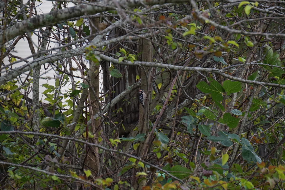 Downy Woodpecker - ML646410750