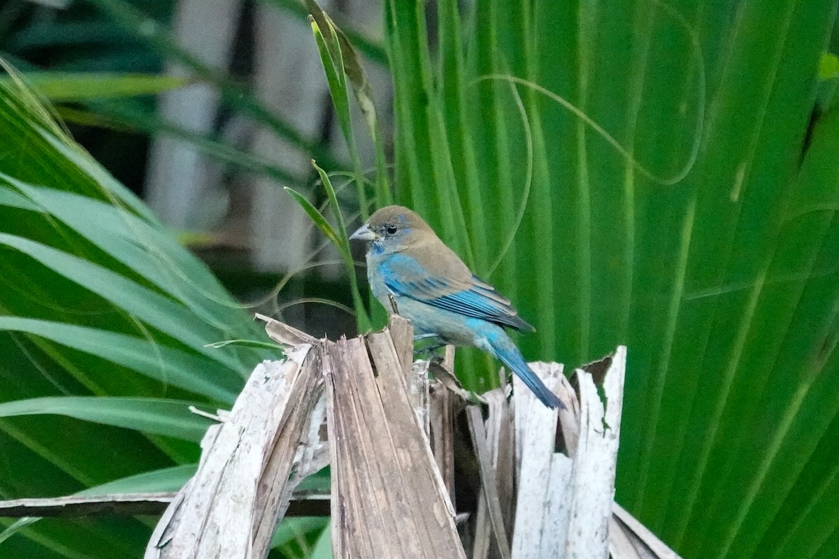 Индиговый колорин - ML646410751