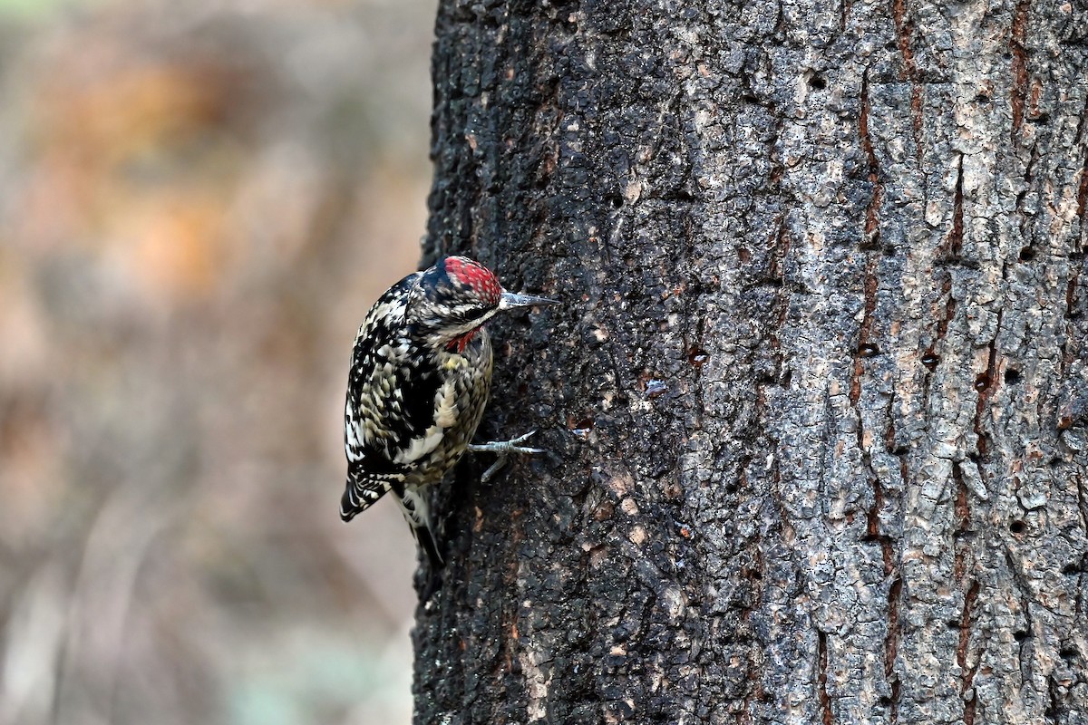 Yellow-bellied Sapsucker - ML646410752