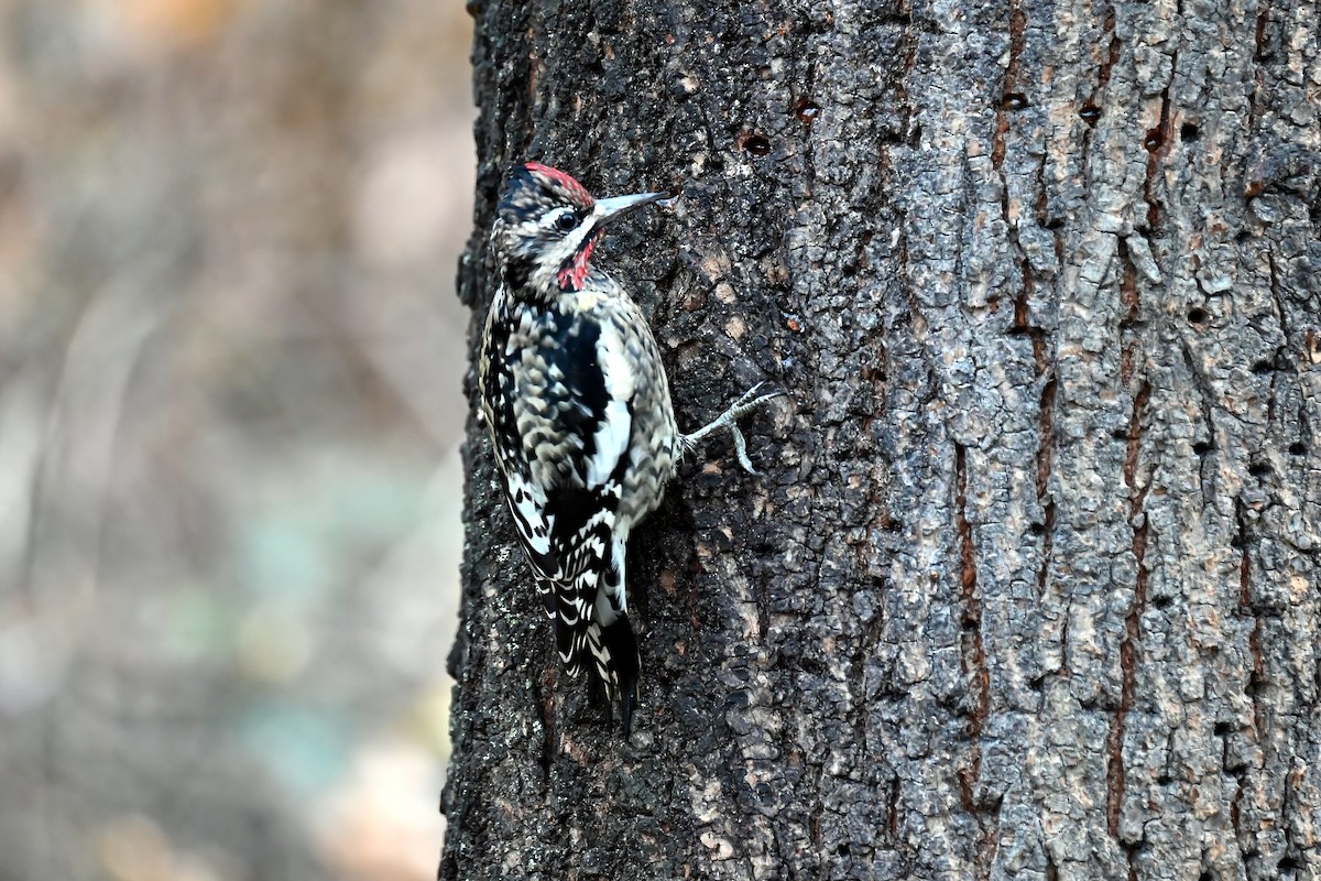 Yellow-bellied Sapsucker - ML646410753