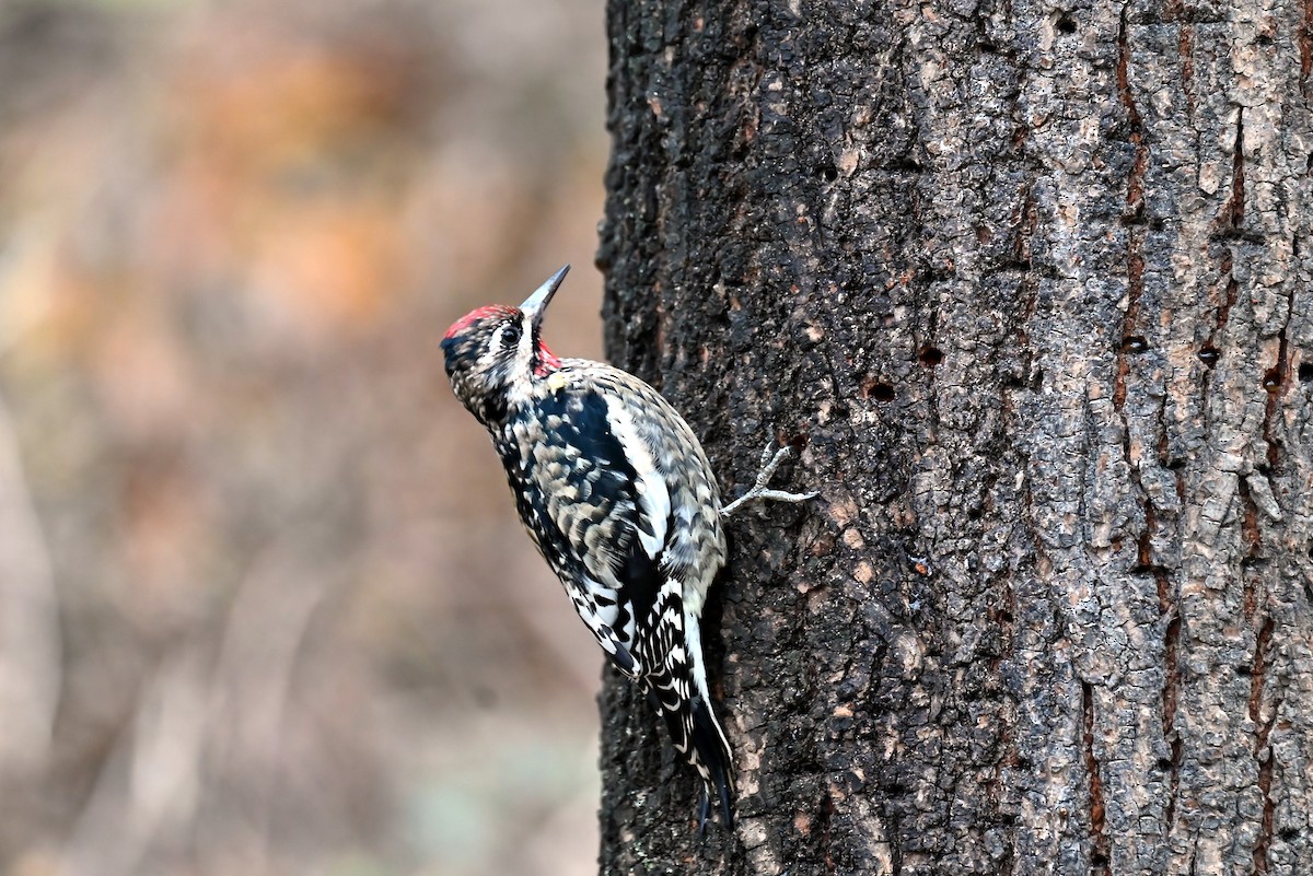 Yellow-bellied Sapsucker - ML646410754
