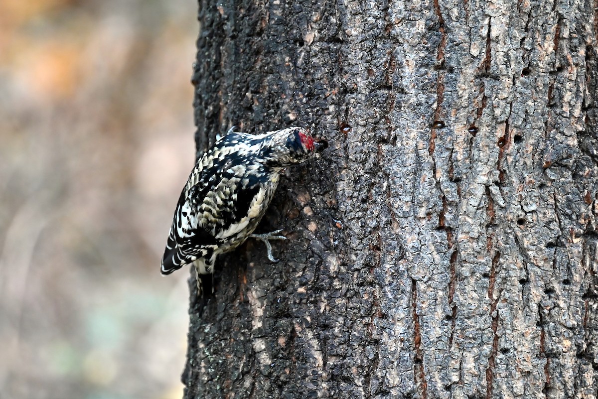 Yellow-bellied Sapsucker - ML646410755